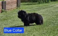 Blue Collar, a male German Shepherd Dog for sale in Sumner, IA – 3 of 4