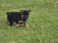 Yellow Collar, a male German Shepherd Dog for sale in Sumner, IA – 5 of 5
