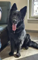 Lycan (Full AKC), a male German Shepherd Dog for sale in Sumner, IA – 2 of 3