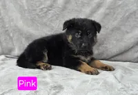 Miss Pink, a female German Shepherd Dog for sale in Sumner, IA – 2 of 3