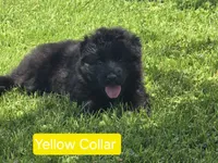 Yellow Collar, a female German Shepherd Dog for sale in Sumner, IA – 6 of 6