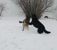 Lycan (Full AKC), a male German Shepherd Dog for sale in Sumner, IA – 3 of 3