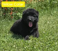 Yellow Collar, a female German Shepherd Dog for sale in Sumner, IA – 2 of 6
