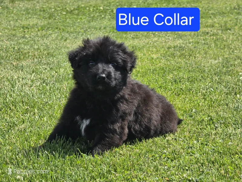 Blue Collar – German Shepherd Dog puppy for sale in Sumner, IA
