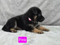 Miss Pink, a female German Shepherd Dog for sale in Sumner, IA – 3 of 3