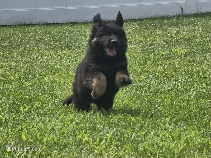 Long Coat Burgundy Collar – German Shepherd Dog puppy for sale in Sumner, IA