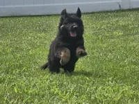 Long Coat Burgundy Collar, a female German Shepherd Dog for sale in Sumner, IA – 1 of 5