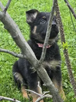 Stock Coat Miss Pink, a female German Shepherd Dog for sale in Sumner, IA – 3 of 4