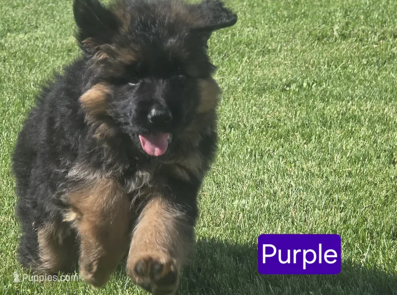 Purple Collar – German Shepherd Dog puppy for sale in Sumner, IA