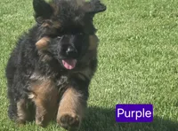 Purple Collar, a female German Shepherd Dog for sale in Sumner, IA – 1 of 3