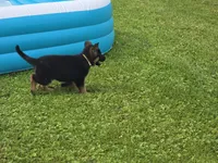 Yellow Collar, a male German Shepherd Dog for sale in Sumner, IA – 4 of 5