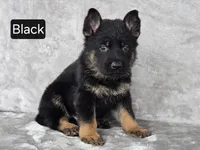 Black Collar, a male German Shepherd Dog for sale in Sumner, IA – 1 of 3