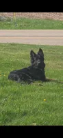Long Coat , a female German Shepherd Dog for sale in Sumner, IA – 4 of 4
