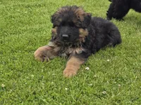 Purple Collar, a female German Shepherd Dog for sale in Sumner, IA – 2 of 3
