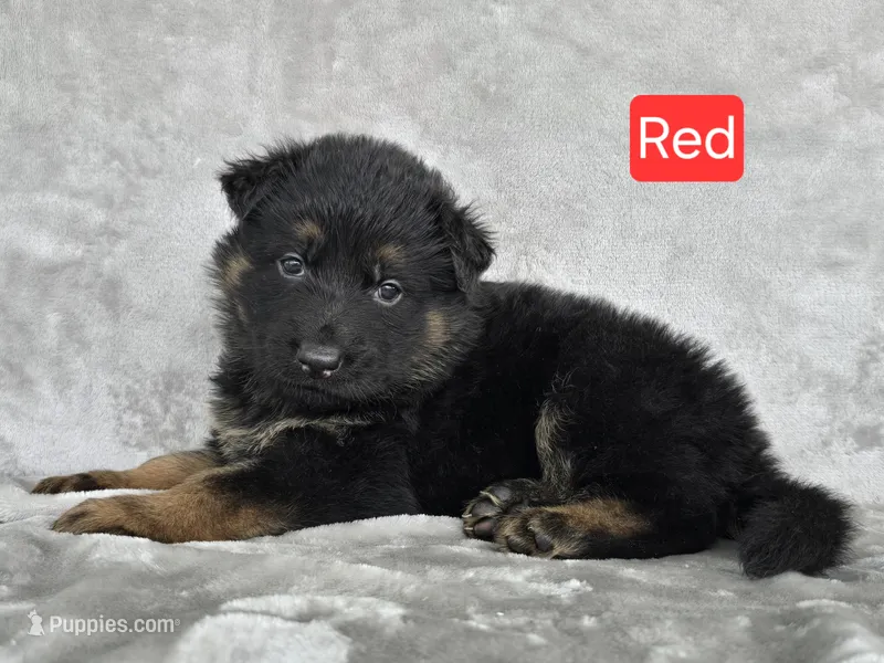 Long Coat Red Collar – German Shepherd Dog puppy for sale in Sumner, IA