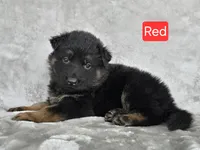 Long Coat Red Collar, a female German Shepherd Dog for sale in Sumner, IA – 1 of 4
