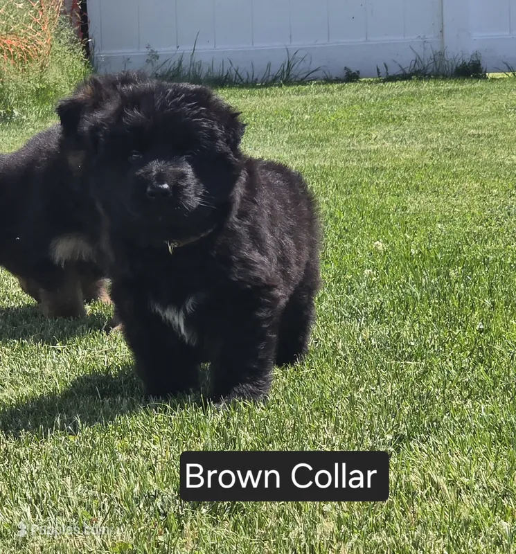 Brown Collar – German Shepherd Dog puppy for sale in Sumner, IA