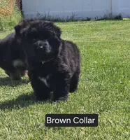 Brown Collar, a male German Shepherd Dog for sale in Sumner, IA – 1 of 4