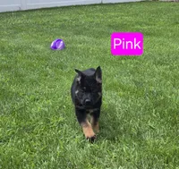 Stock Coat Miss Pink, a female German Shepherd Dog for sale in Sumner, IA – 4 of 4