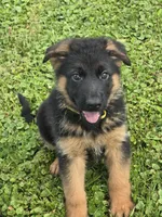 Yellow Collar, a male German Shepherd Dog for sale in Sumner, IA – 2 of 5