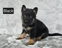 Black Collar, a male German Shepherd Dog for sale in Sumner, IA – 2 of 3