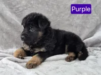 Long Coat Purple Collar, a female German Shepherd Dog for sale in Sumner, IA – 2 of 4