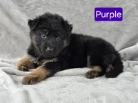 Long Coat Purple Collar, a female German Shepherd Dog for sale in Sumner, IA – 3 of 4