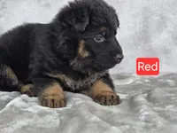 Long Coat Red Collar, a female German Shepherd Dog for sale in Sumner, IA – 3 of 4