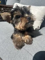 Tiny beautiful teddy bear yorkie , a female Yorkshire Terrier for sale in Kissimmee, FL – 5 of 5