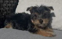 Yorkie Girl Ready for Her Forever Home 💖, a female Yorkshire Terrier for sale in Kissimmee, FL – 3 of 7