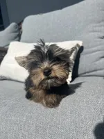 Tiny beautiful teddy bear yorkie , a female Yorkshire Terrier for sale in Kissimmee, FL – 4 of 5