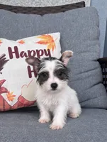 Tiny Parti Yorkie , a female Yorkshire Terrier for sale in Kissimmee, FL – 2 of 5