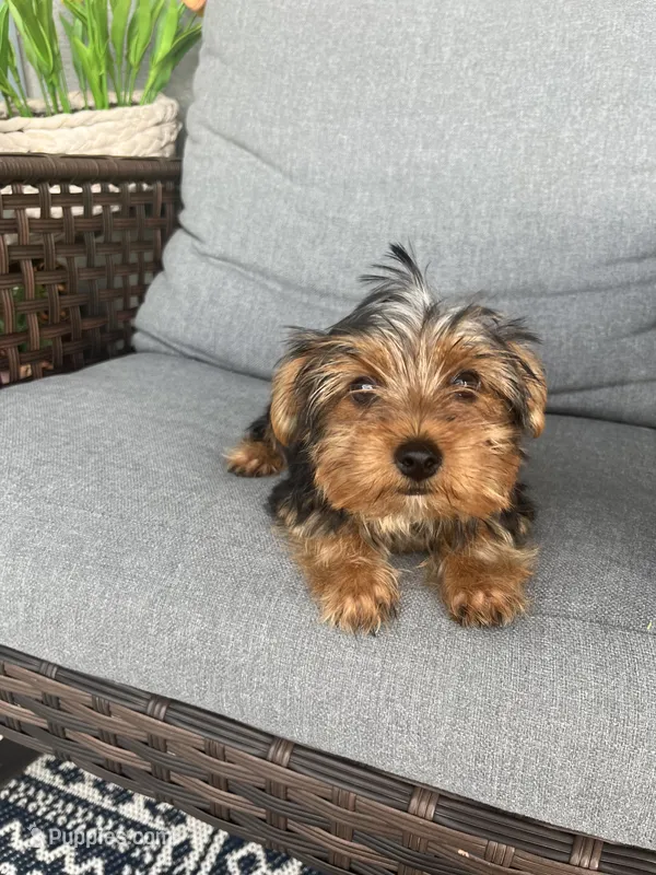 Adorable Tiny female Yorkie – Yorkshire Terrier puppy for sale in Kissimmee, FL