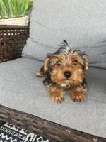 Adorable Tiny female Yorkie, a female Yorkshire Terrier for sale in Kissimmee, FL – 1 of 7