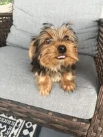 Adorable Tiny female Yorkie, a female Yorkshire Terrier for sale in Kissimmee, FL – 3 of 7