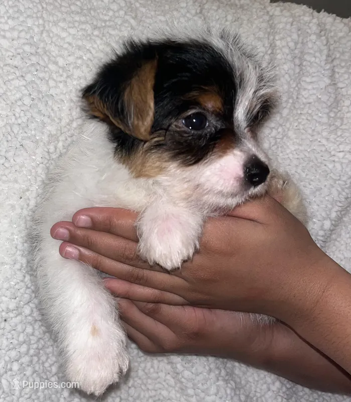Mister Milkshake  – Yorkshire Terrier puppy for sale in Kissimmee, FL