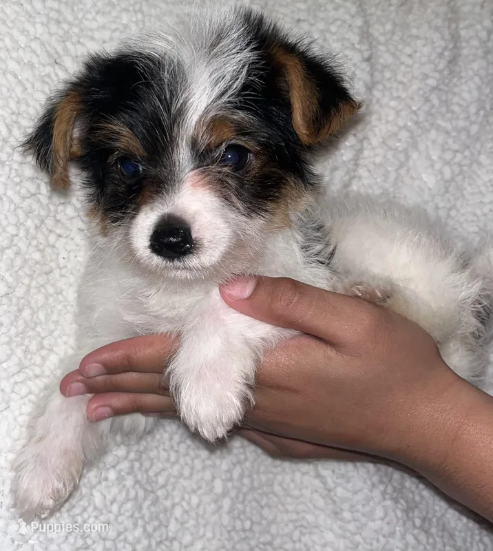 Mister Milkshake  – Yorkshire Terrier puppy for sale in Kissimmee, FL