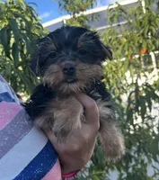 Tiny Yorkie Boy Ready for His Forever Home , a male Yorkshire Terrier for sale in Kissimmee, FL – 3 of 3