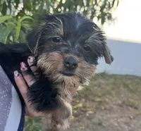 Tiny Yorkie Boy Ready for His Forever Home , a male Yorkshire Terrier for sale in Kissimmee, FL – 2 of 3