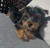Yorkie Girl Ready for Her Forever Home 💖, a female Yorkshire Terrier for sale in Kissimmee, FL – 5 of 7