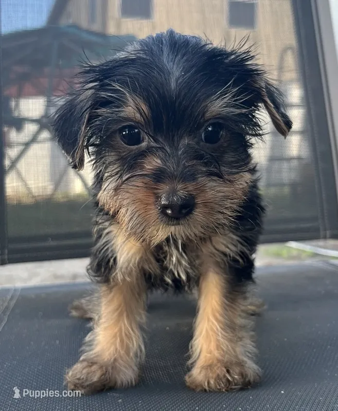 Tiny Yorkie Boy Ready for His Forever Home  – Yorkshire Terrier puppy for sale in Kissimmee, FL