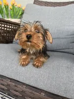 Adorable Tiny female Yorkie, a female Yorkshire Terrier for sale in Kissimmee, FL – 6 of 7