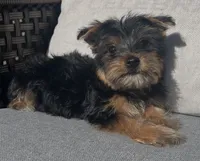 Yorkie Girl Ready for Her Forever Home 💖, a female Yorkshire Terrier for sale in Kissimmee, FL – 2 of 7