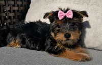 Beautiful little miss diva, a female Yorkshire Terrier for sale in Kissimmee, FL – 2 of 2