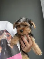 Adorable Tiny female Yorkie, a female Yorkshire Terrier for sale in Kissimmee, FL – 2 of 7