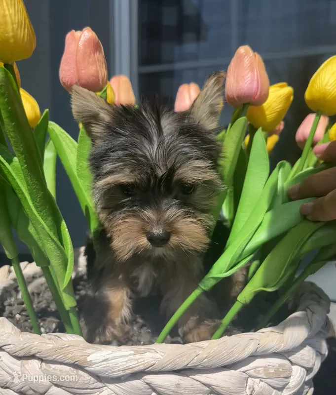 Tiny beautiful teddy bear yorkie  – Yorkshire Terrier puppy for sale in Kissimmee, FL