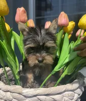 Tiny beautiful teddy bear yorkie , a female Yorkshire Terrier for sale in Kissimmee, FL – 1 of 5