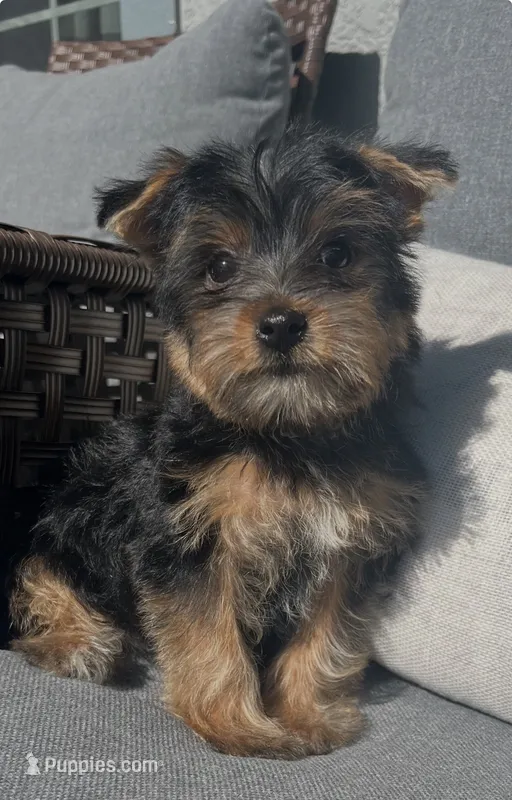 Yorkie Girl Ready for Her Forever Home 💖 – Yorkshire Terrier puppy for sale in Kissimmee, FL