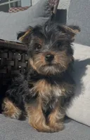Yorkie Girl Ready for Her Forever Home 💖, a female Yorkshire Terrier for sale in Kissimmee, FL – 1 of 7