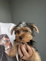 Adorable Tiny female Yorkie, a female Yorkshire Terrier for sale in Kissimmee, FL – 7 of 7